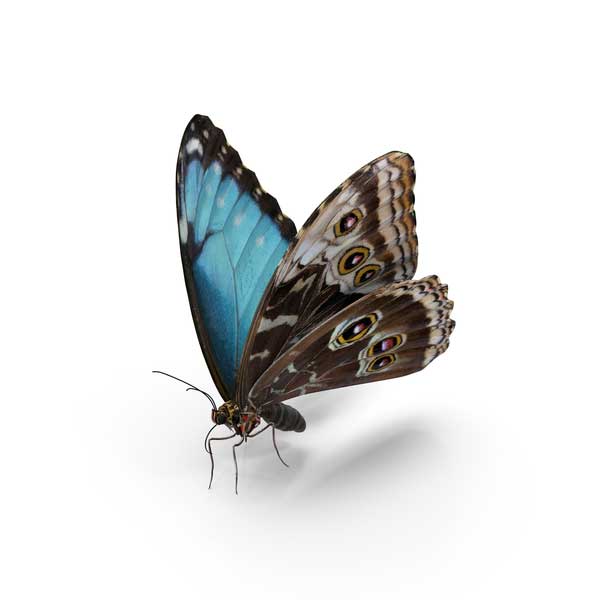 peleides-blue-morpho-butterfly-KaZ8oNB-600